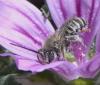 Tetralonia malvae